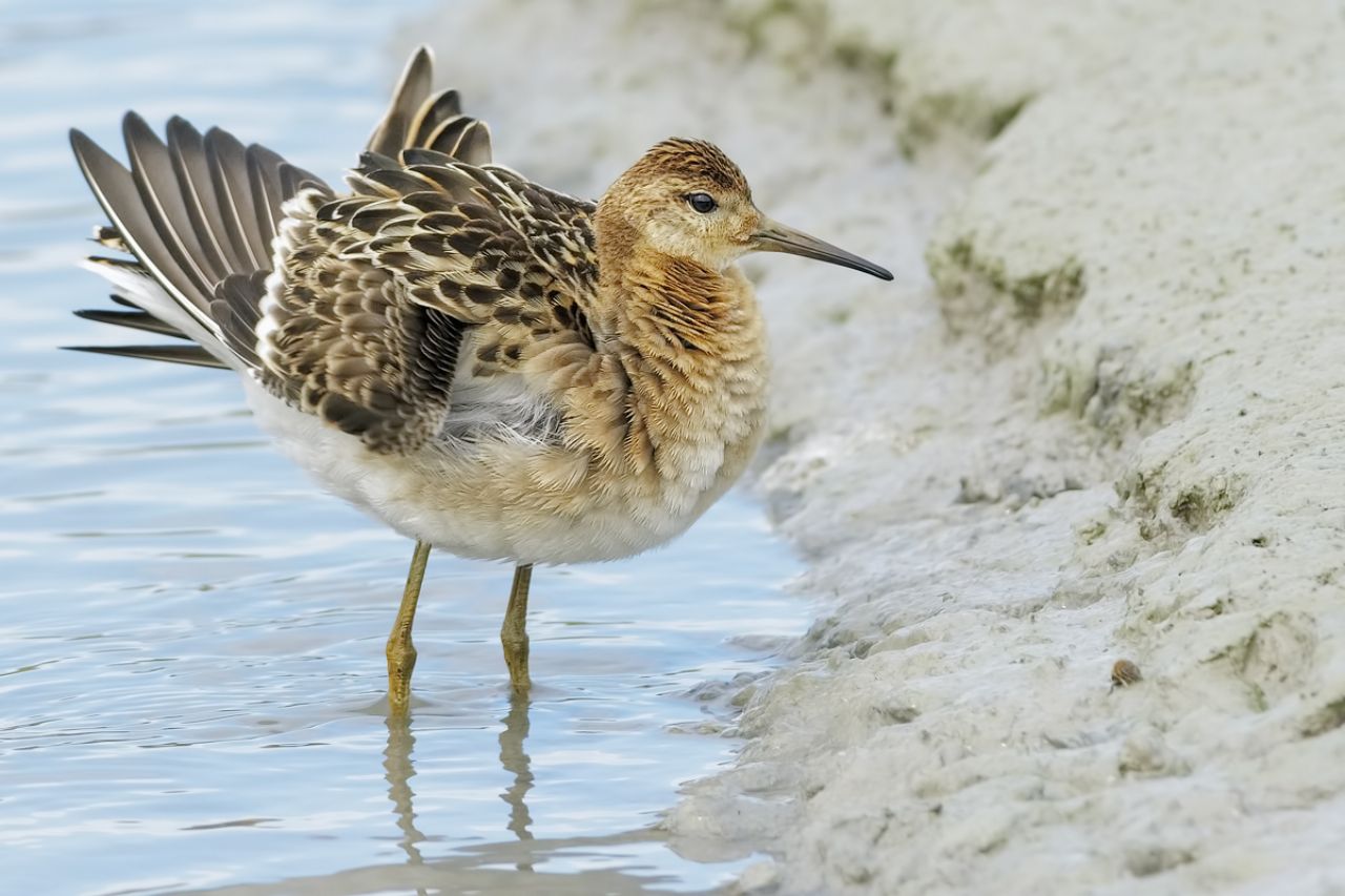 Combattente (Philomachus pugnax)